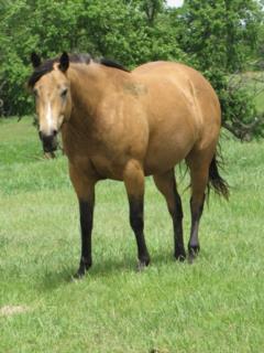 2010 Paddys Gin Dakota JW (Currently a broodmare for us)